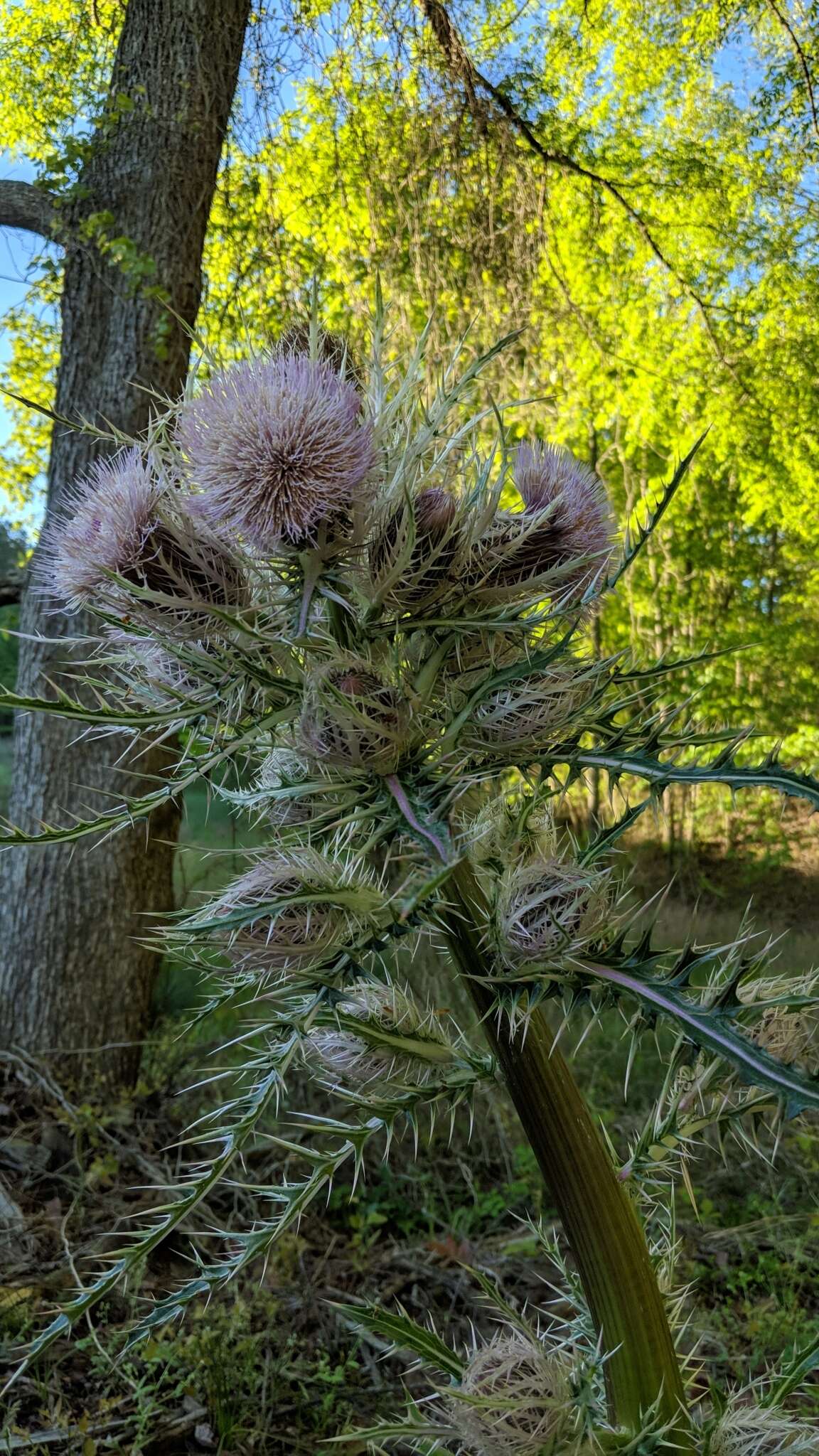 Image of Cirsium horridulum var. megacanthum (Nutt.) D. J. Keil