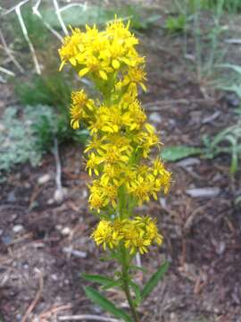 Image of Rocky Mountain goldenrod