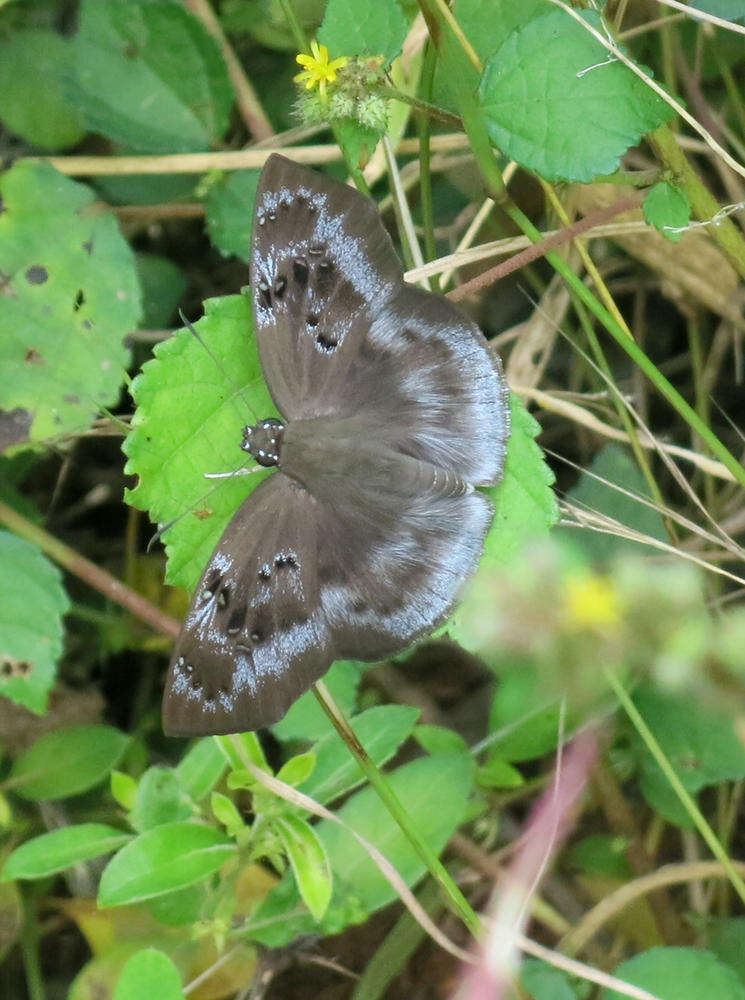 Tagiades flesus Fabricius 1781 resmi