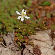 Image of Coptis trifolia subsp. trifolia