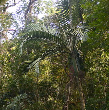 Image of Chambeyronia macrocarpa (Brongn.) Vieill. ex Becc.