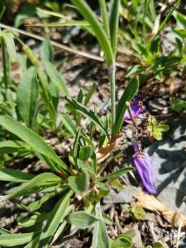 Image of Drummond's campion