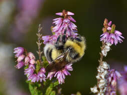 Image of White-tailed bumblebee