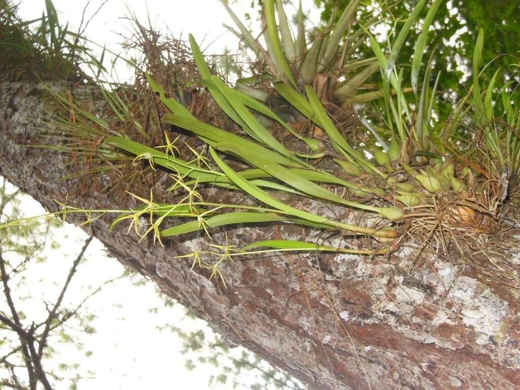 Image of Prosthechea rhynchophora (A. Rich. & Galeotti) W. E. Higgins