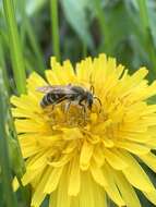 Image of Cresson's Andrena