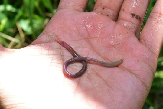 صورة Pontoscolex corethrurus (Muller 1856)