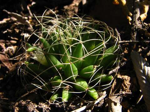 Image of Mammillaria decipiens subsp. camptotricha (Dams) D. R. Hunt