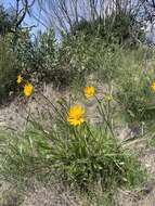 صورة Helianthella californica A. Gray