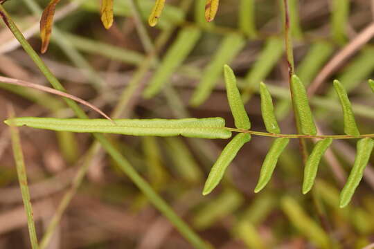 Image de Pteris bahamensis (Agardh) Fée