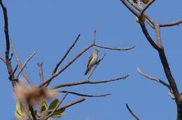 Image of Green-backed Honeybird