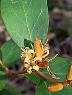 Image of Persoonia laurina subsp. laurina