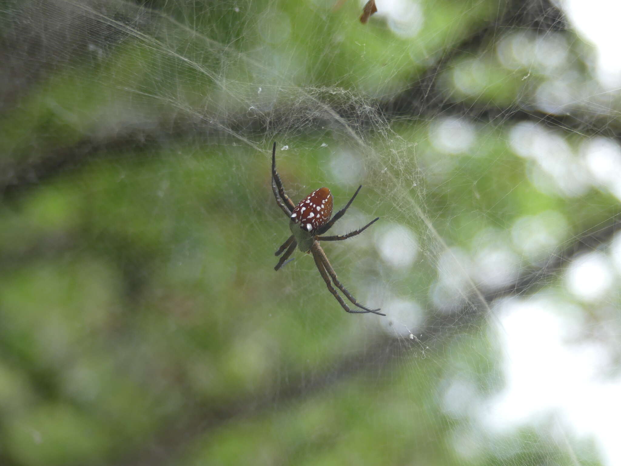 Imagem de Cyrtophora moluccensis (Doleschall 1857)