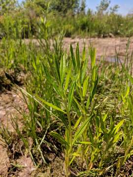 Image of obedient plant