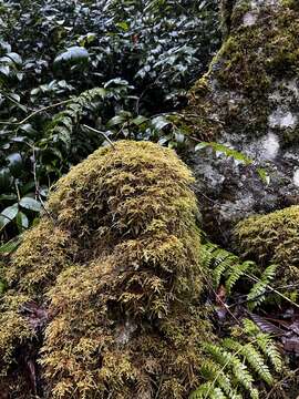 Image of loeskeobryum moss