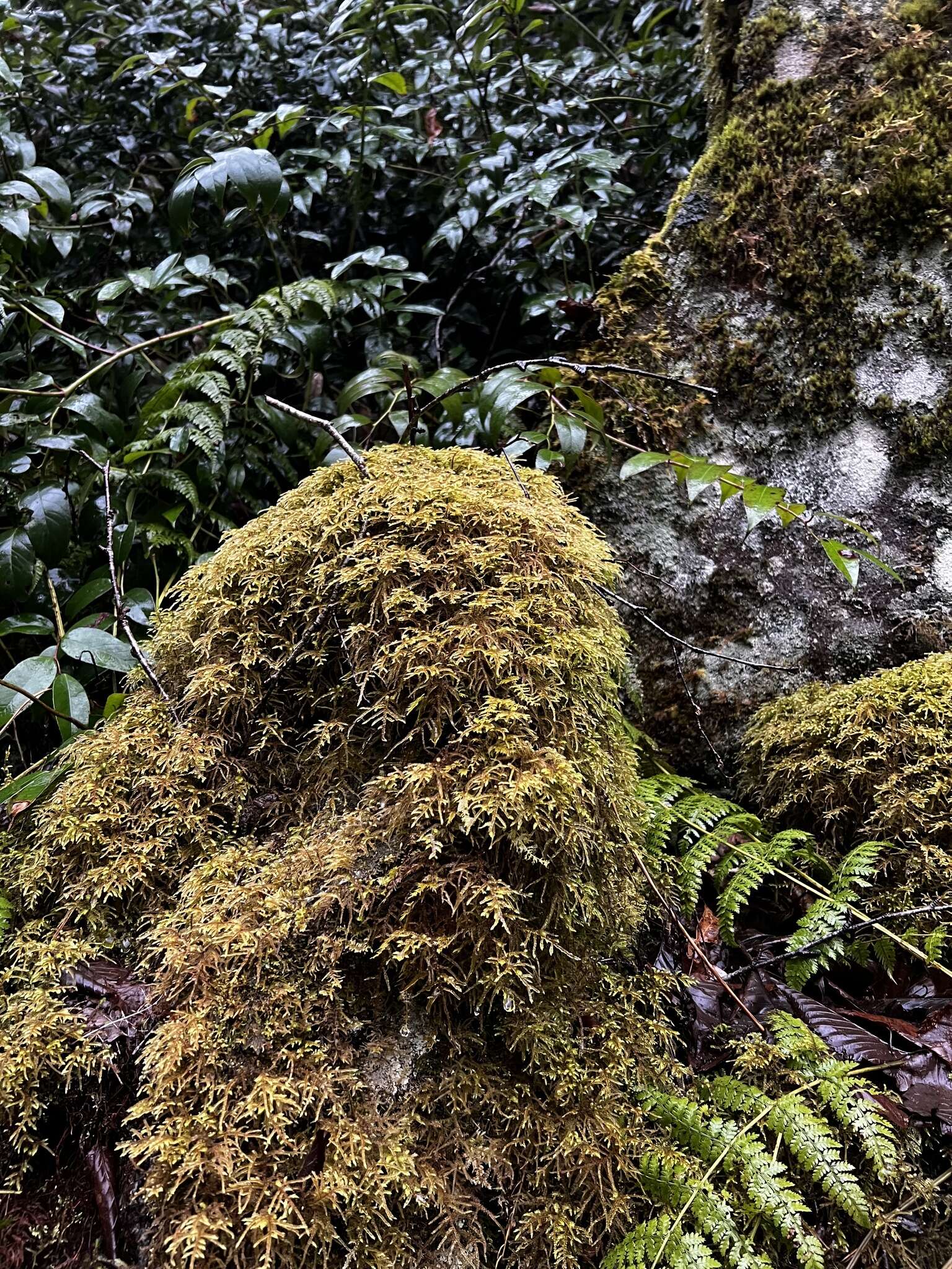 Image de Loeskeobryum brevirostre Fleischer ex Brotherus 1925