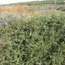 Image of Osteospermum incanum subsp. incanum