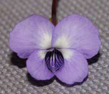 Image of Viola decumbens var. scrotiformis (DC.) Jessop