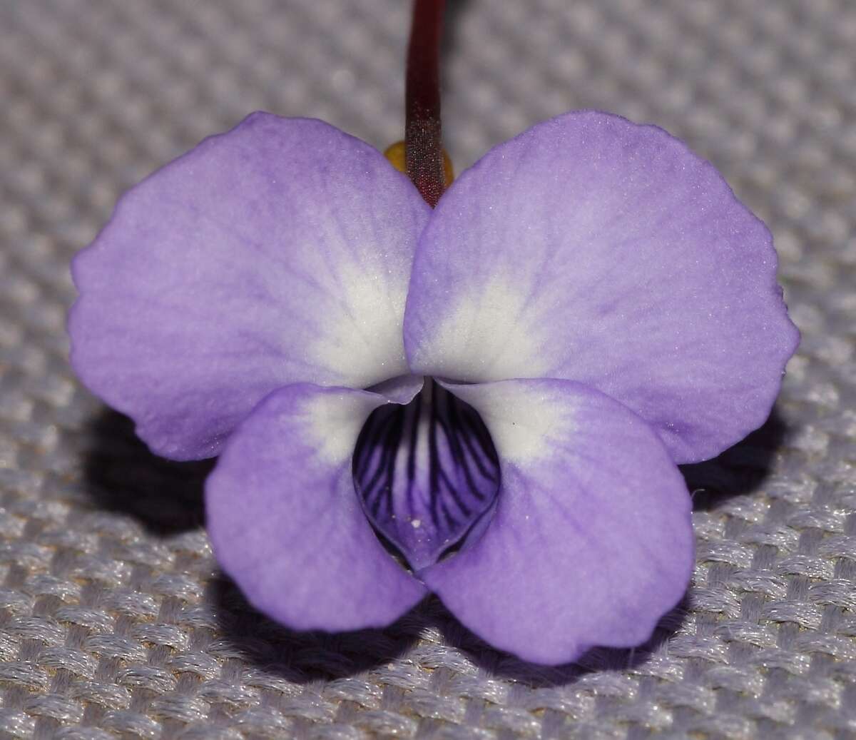 Image of Viola decumbens var. scrotiformis (DC.) Jessop