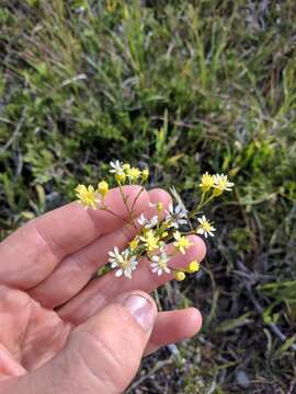 Image de Solidago krotkovii B. Boiv.