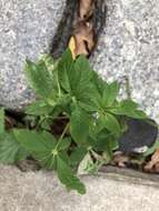 Image of Cleome guaranitica (Chod. & Hassl.) Briquet