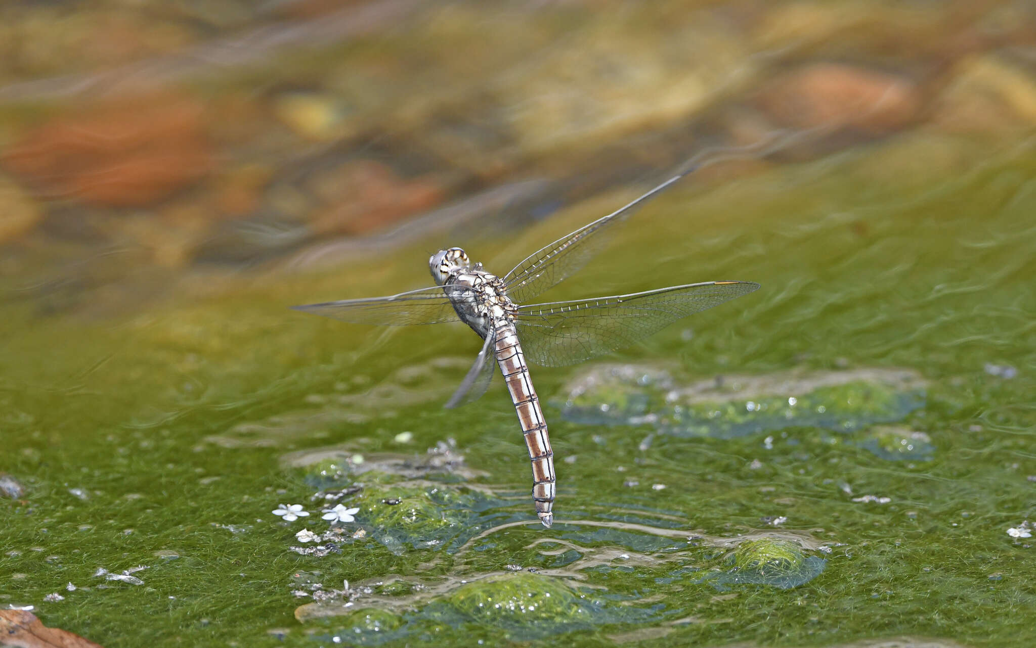 Image of <i>Orthetrum brunneum cycnos</i> Selys 1848