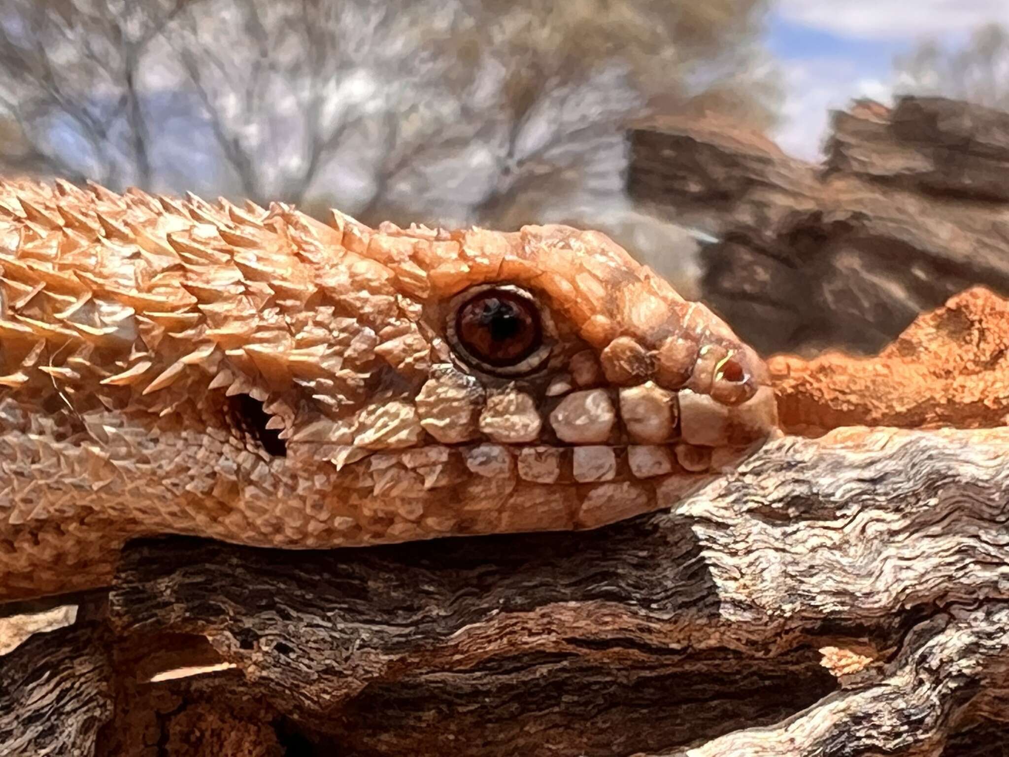 Image of Pygmy Spiny-tailed Skink