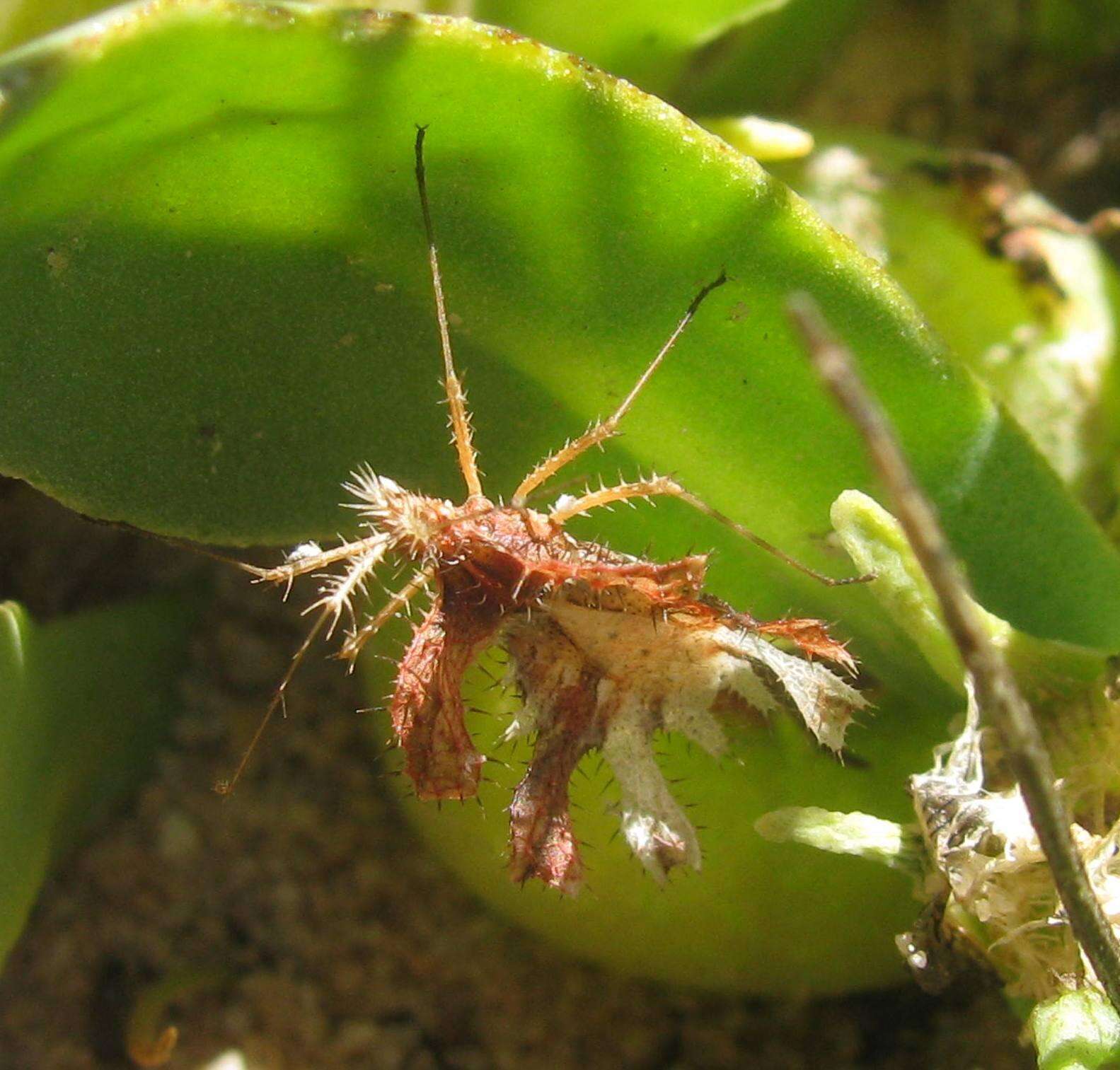 Image of Pephricus capicola (Westwood 1841)