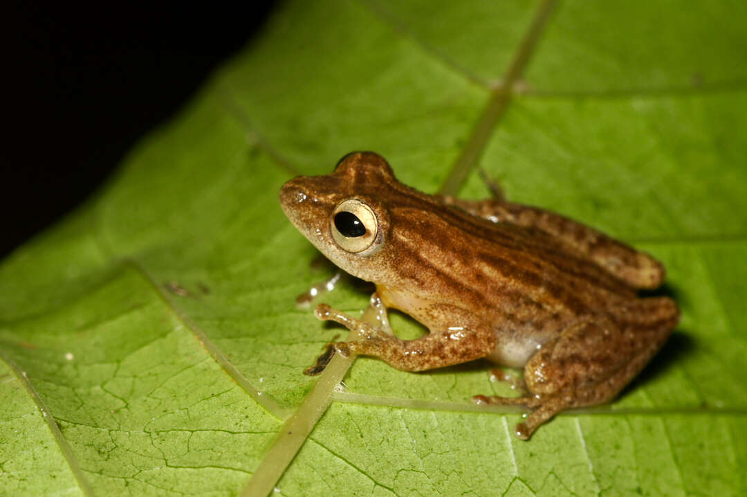 Image of Hyperolius concolor (Hallowell 1844)