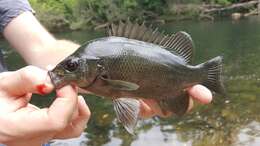 Image of Khaki bream