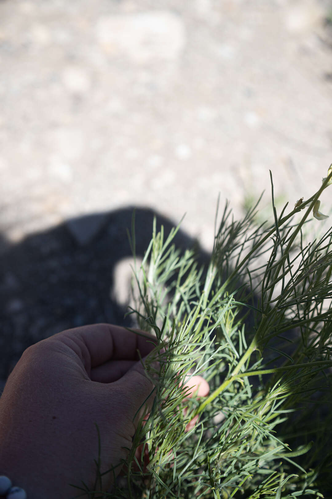 Sivun Astragalus lonchocarpus Torr. kuva