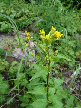 Image of largeleaf goldenrod