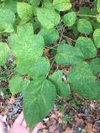 Imagem de Clerodendrum trichotomum Thunb.