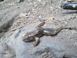 Image of Lithobates magnaocularis (Frost & Bagnara 1974)