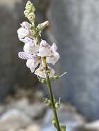 Image of Linaria microsepala A. Kerner