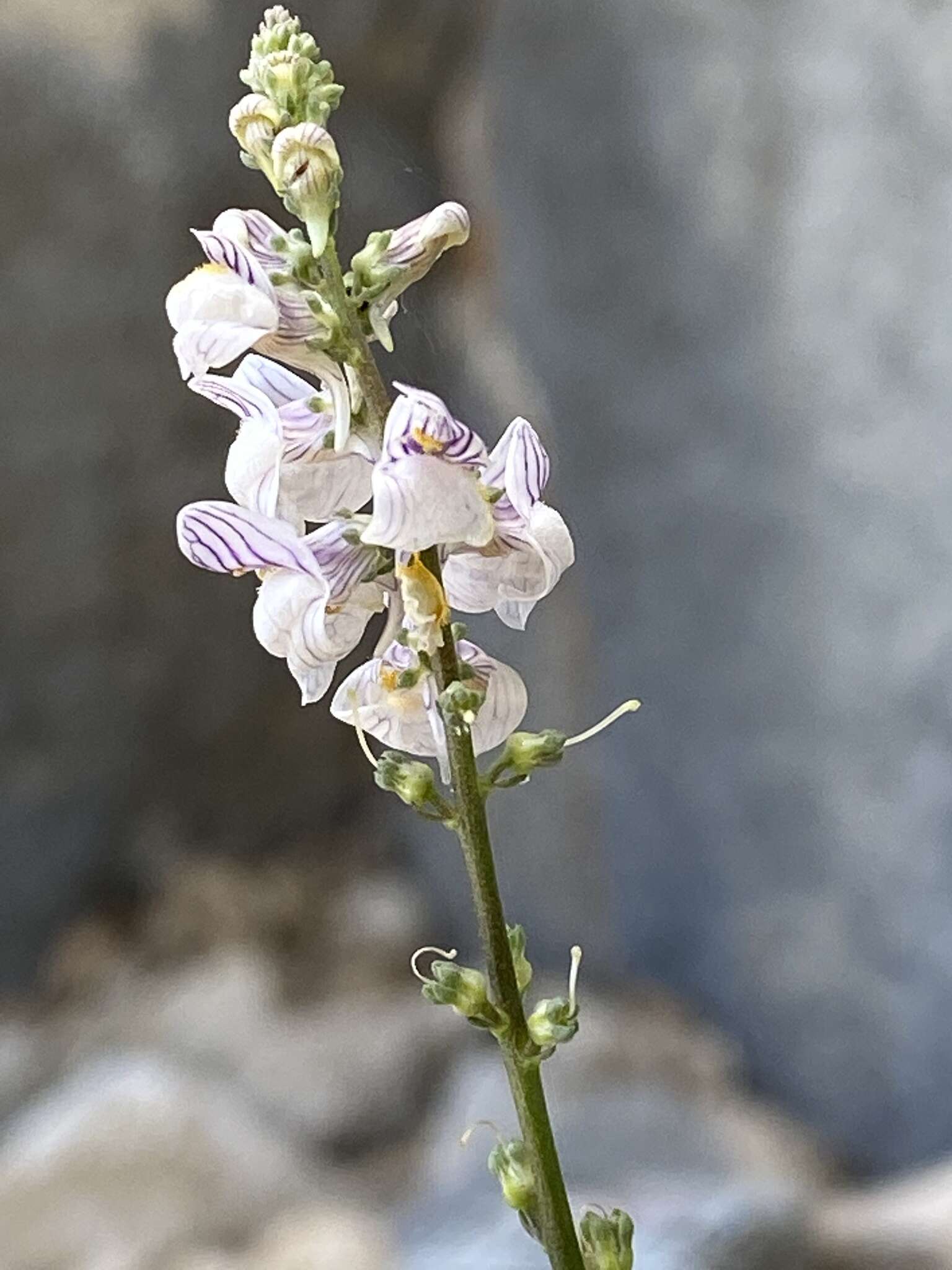 Image de Linaria microsepala A. Kerner