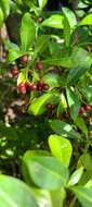 Image of Bahama Wild Coffee