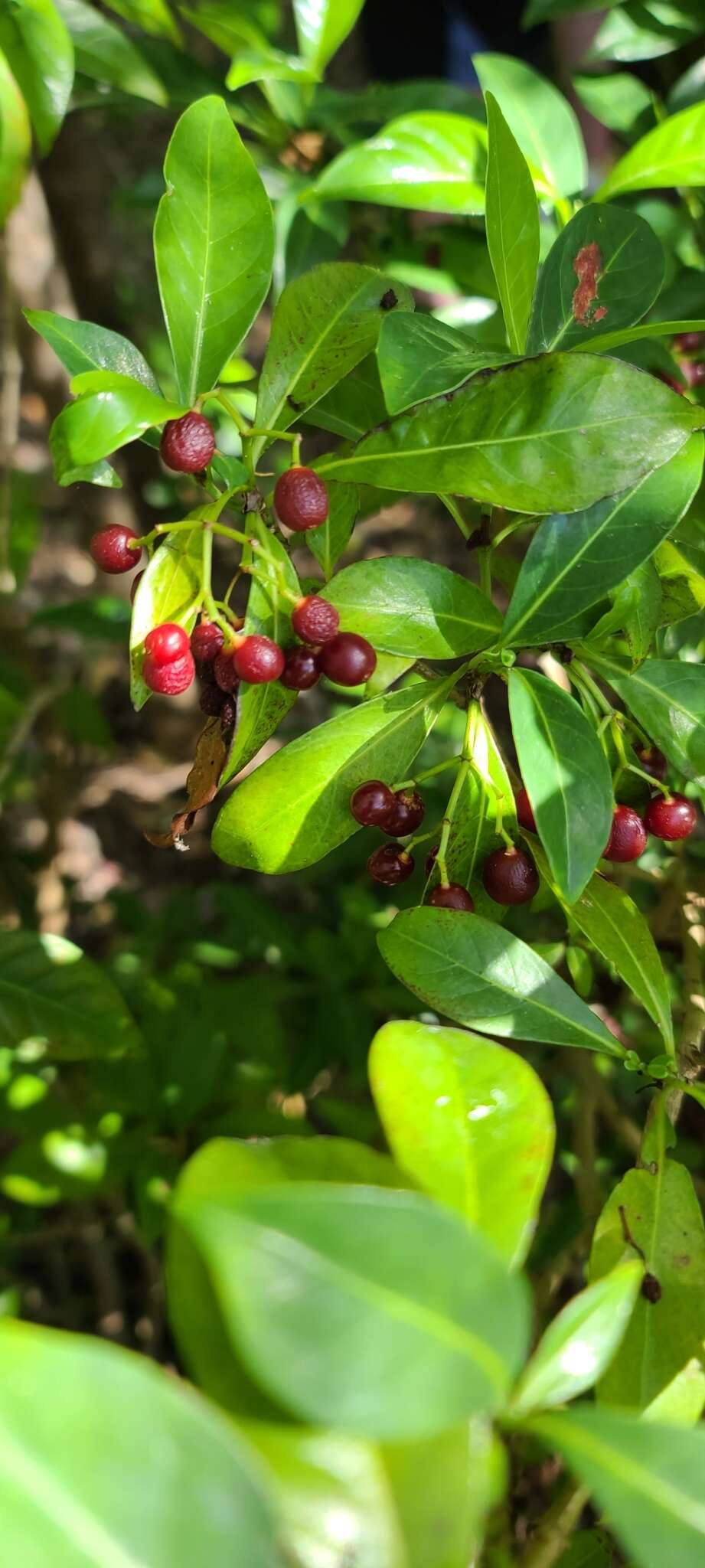 Image of Bahama Wild Coffee