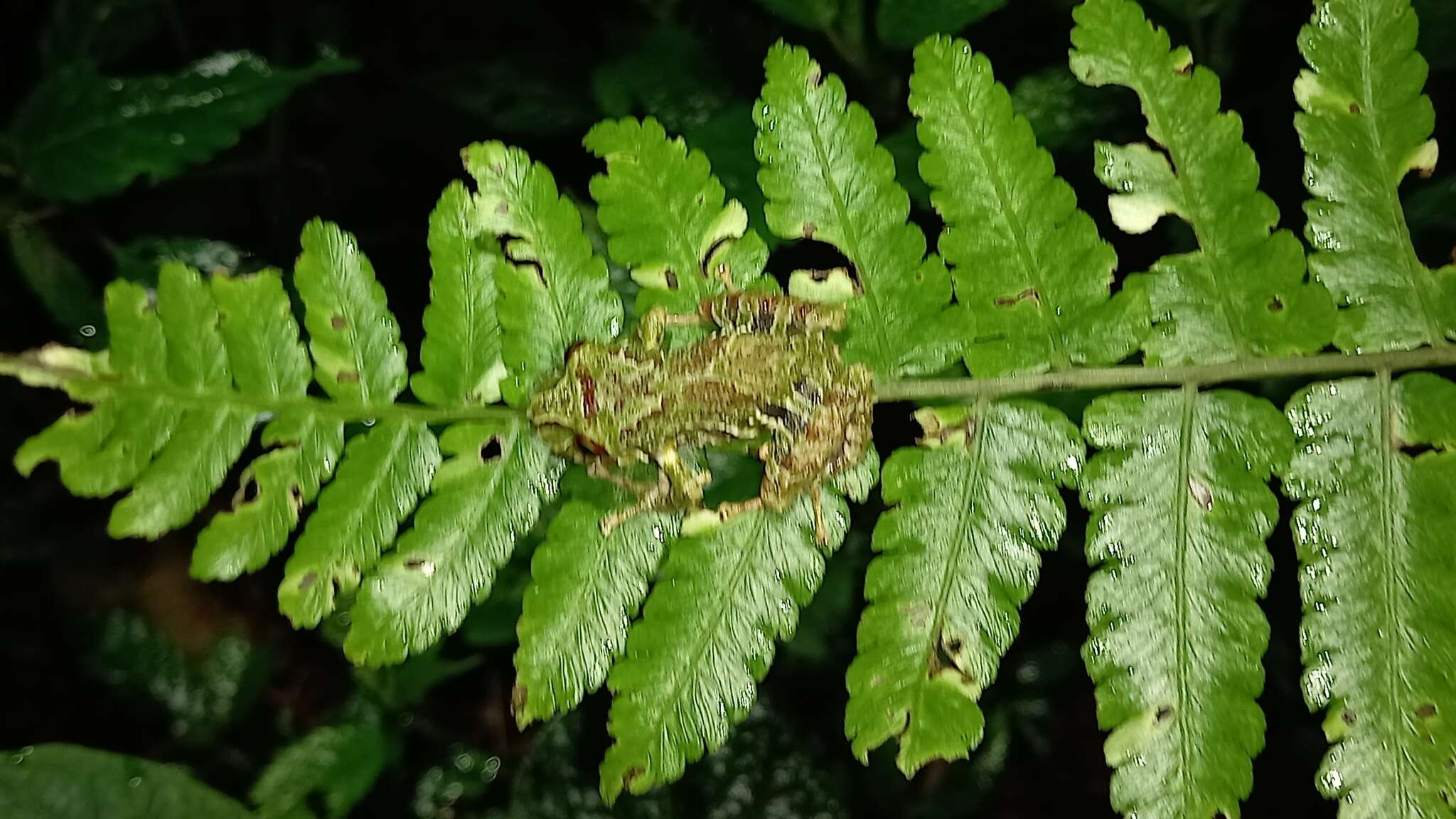 Image of Pristimantis eriphus (Lynch & Duellman 1980)