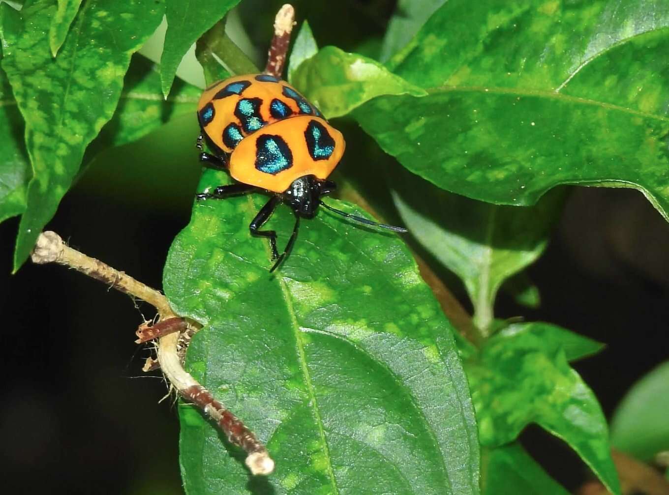 Image of <i>Poecilocoris druraei</i>