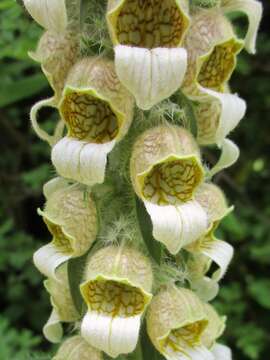 Image of Grecian foxglove