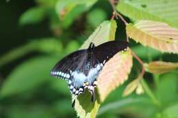 Image of <i>Papilio <i>troilus</i></i> troilus