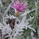 Слика од Centaurea gymnocarpa Moris & De Not.