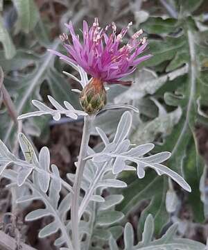 Слика од Centaurea gymnocarpa Moris & De Not.