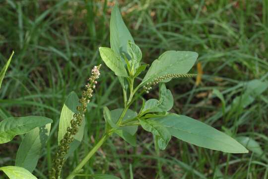 Image of tropical pokeweed