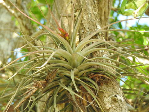 Tillandsia concolor L. B. Sm.的圖片