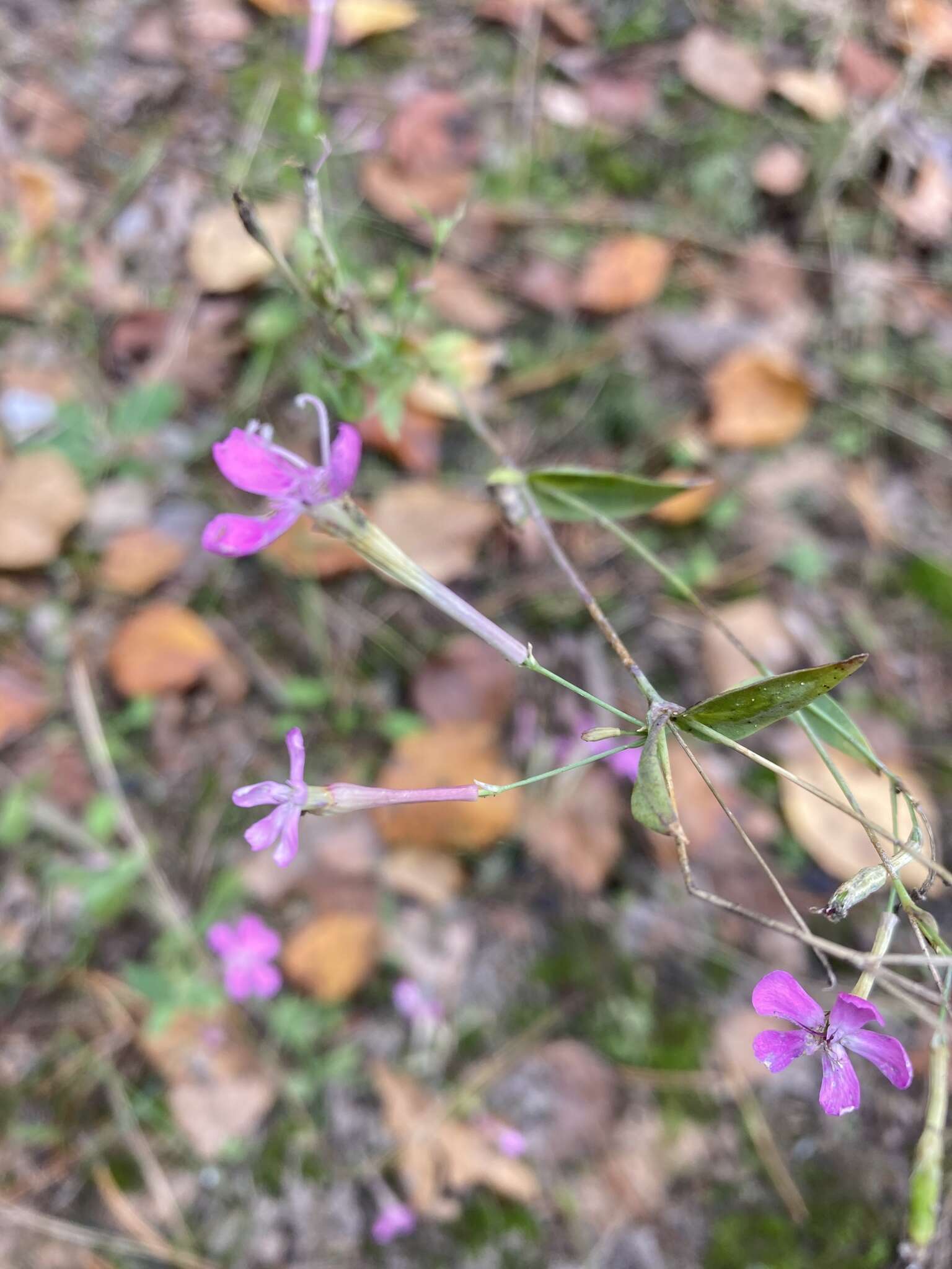 Atocion armeria var. lituanicum (Zapal.) Niketic & Stevan. resmi