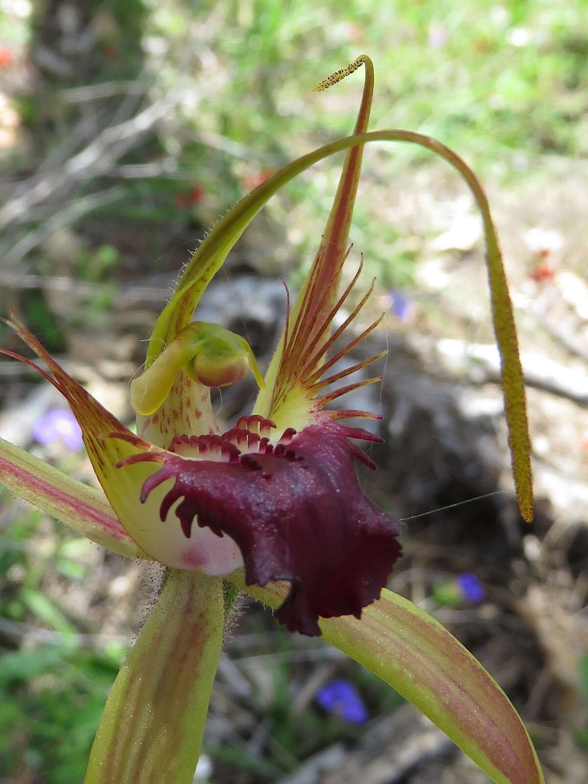 Caladenia brownii Hopper resmi