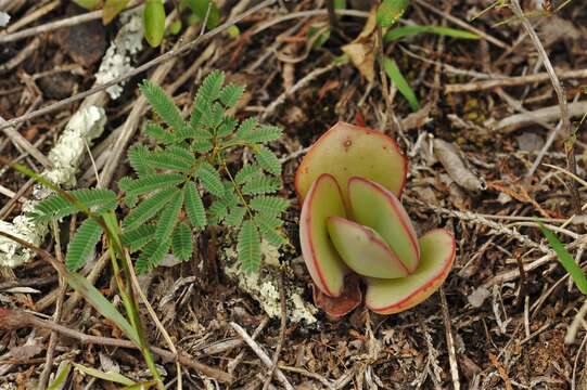 Image of Echeveria gigantea Rose & Purpus