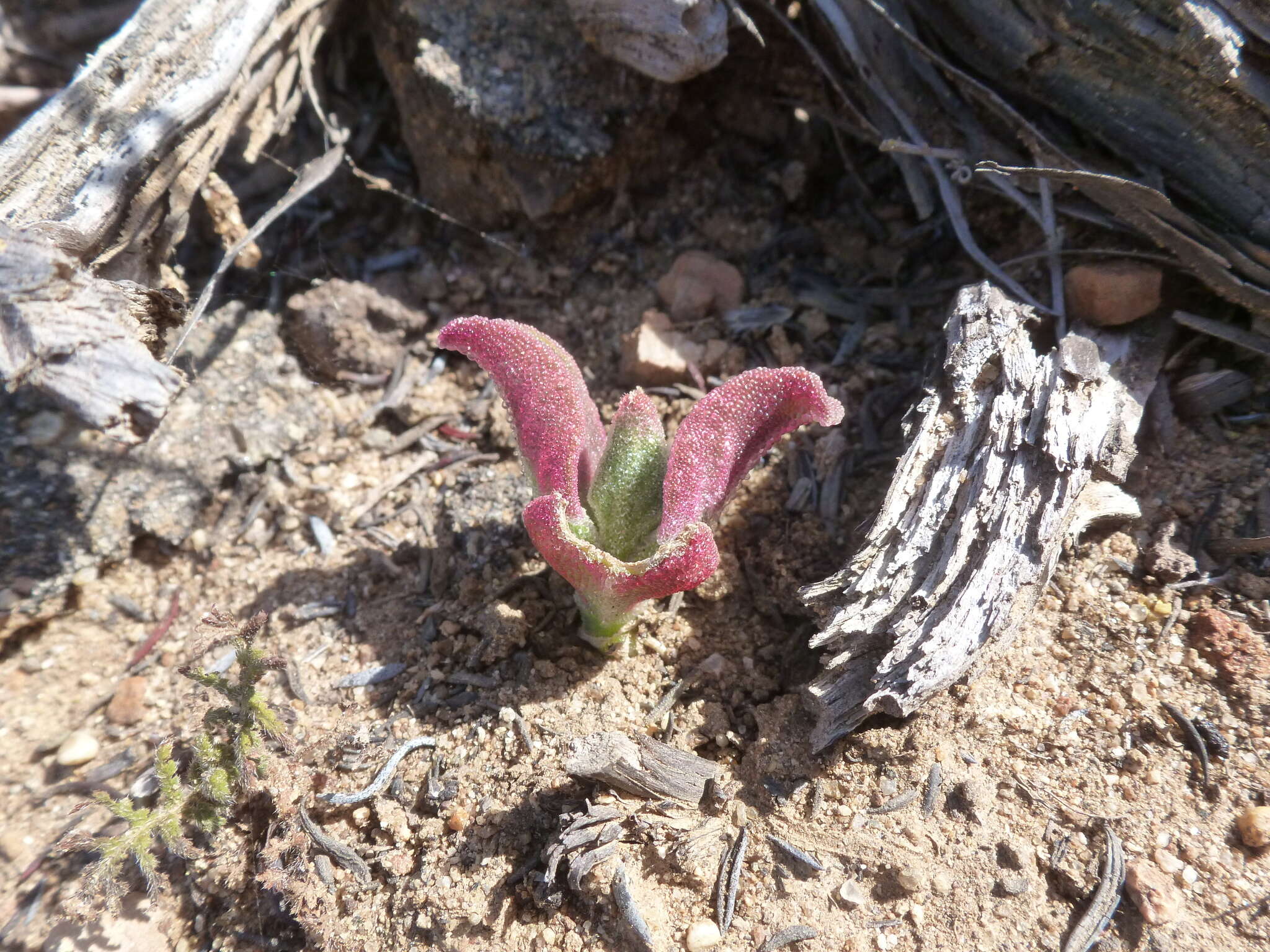 Image of common iceplant