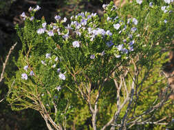 Image of Psoralea aculeata L.